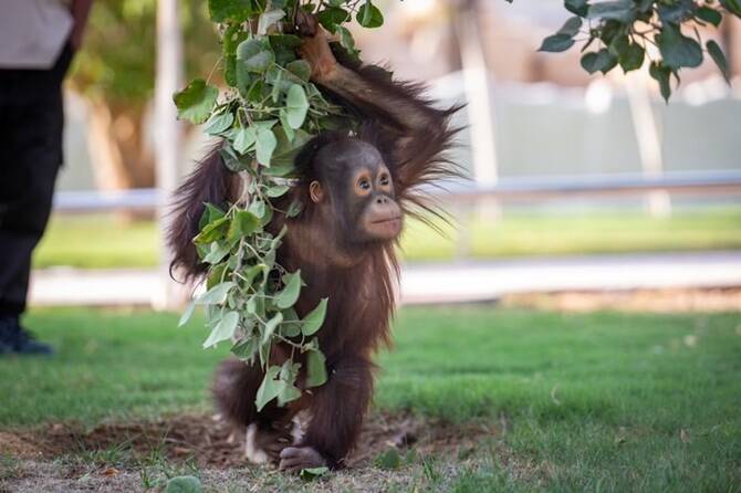 Riyadh Zoo reopens with free entry, new attractions for Riyadh Season 2025