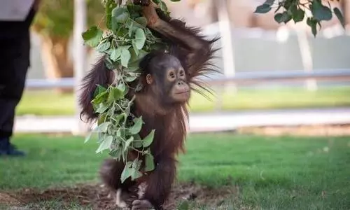 Riyadh Zoo reopens with free entry, new attractions for Riyadh Season 2025