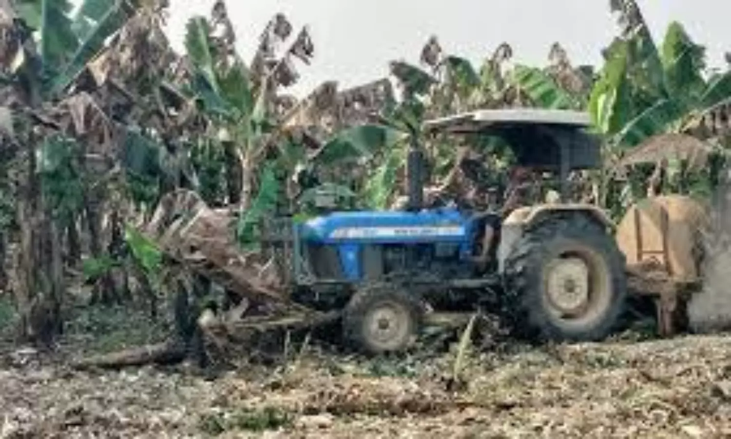 Banana farmers in Madhya Pradesh