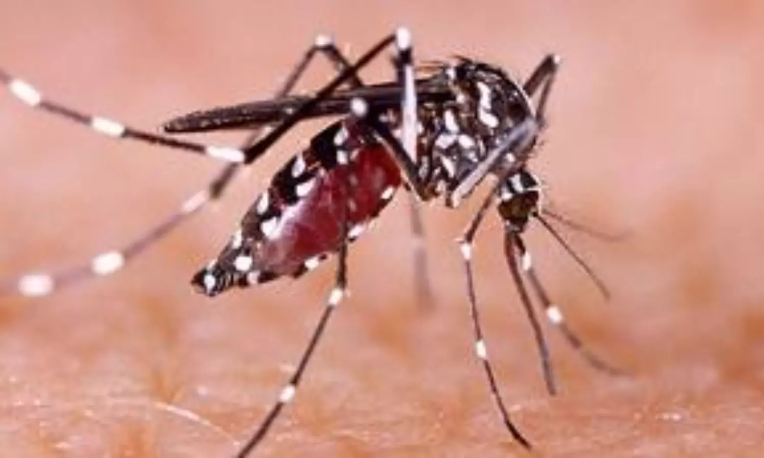 Mosquito-borne diseases seen as rapidly growing threats to humanity: Study
