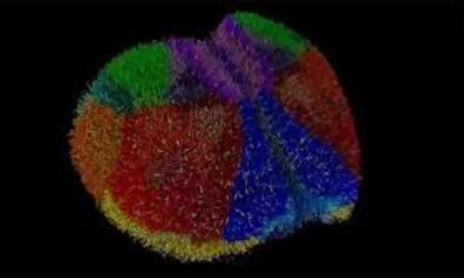 virtual mouse brain
