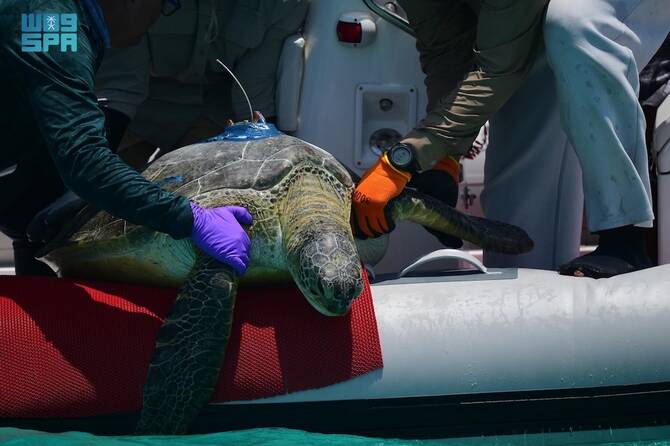Saudi Royal reserve launches satellite tracking for endangered Red Sea turtles