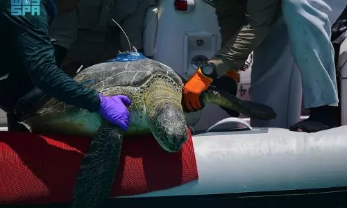 Saudi Royal reserve launches satellite tracking for endangered Red Sea turtles Saudi Royal reserve launches satellite tracking for endangered Red Sea turtles