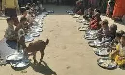 Goats eat mid-day meal beside children in Madhya Pradesh Anganwadi Goats eat mid-day meal beside children in Madhya Pradesh Anganwadi