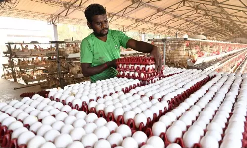 Egg price hit record high of Rs 6.25 at Asia’s largest poultry hub in Tamil Nadu Egg price hit record high of Rs 6.25 at Asia’s largest poultry hub in Tamil Nadu