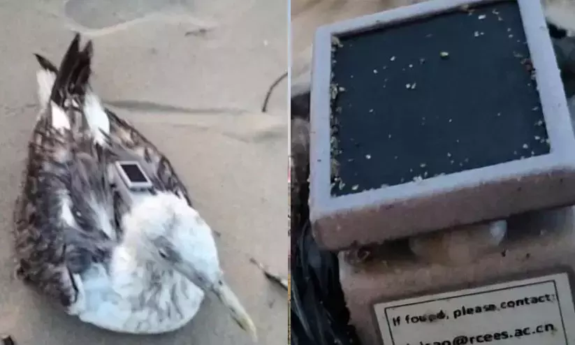 Seagull attached with Chinese GPS tracker found on Karnataka coast
