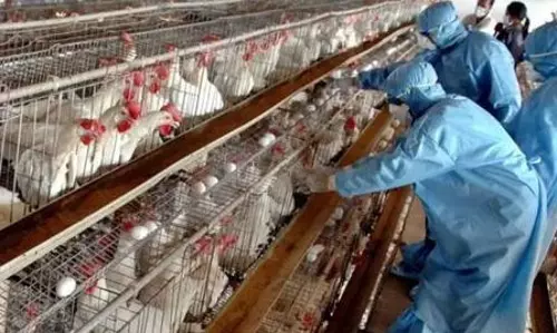 TNs egg hub Namakkal tightens biosecurity amid Kerala bird flu scare