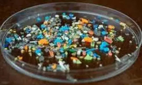 virus on microplastic