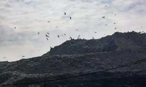 Delhi processes only 64% of daily waste; rest dumped at Bhalswa, Ghazipur landfills: CPCB tells NGT