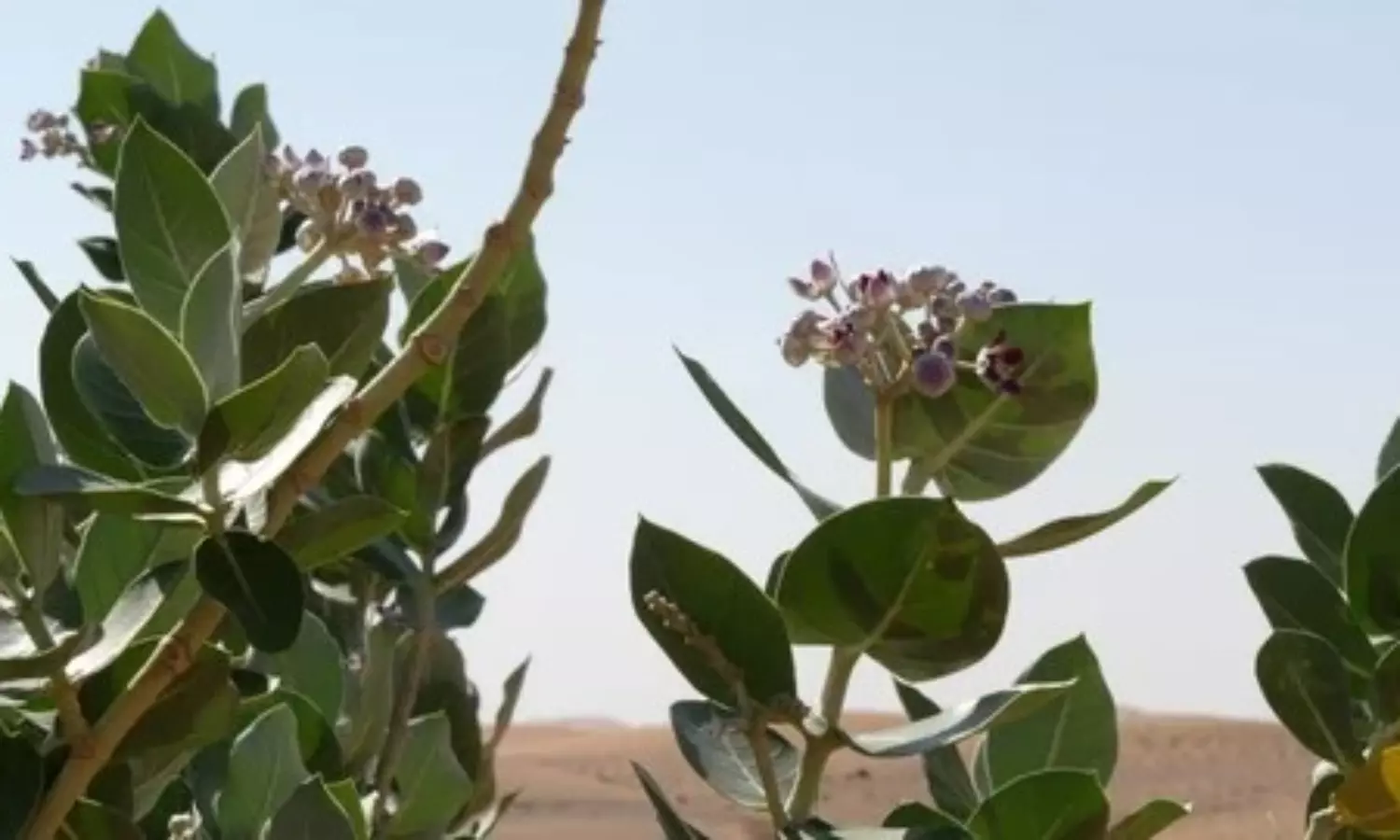 UAE tightens wildlife trade rules, raises fines to Dh2 million