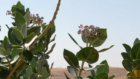 UAE tightens wildlife trade rules, raises fines to Dh2 million