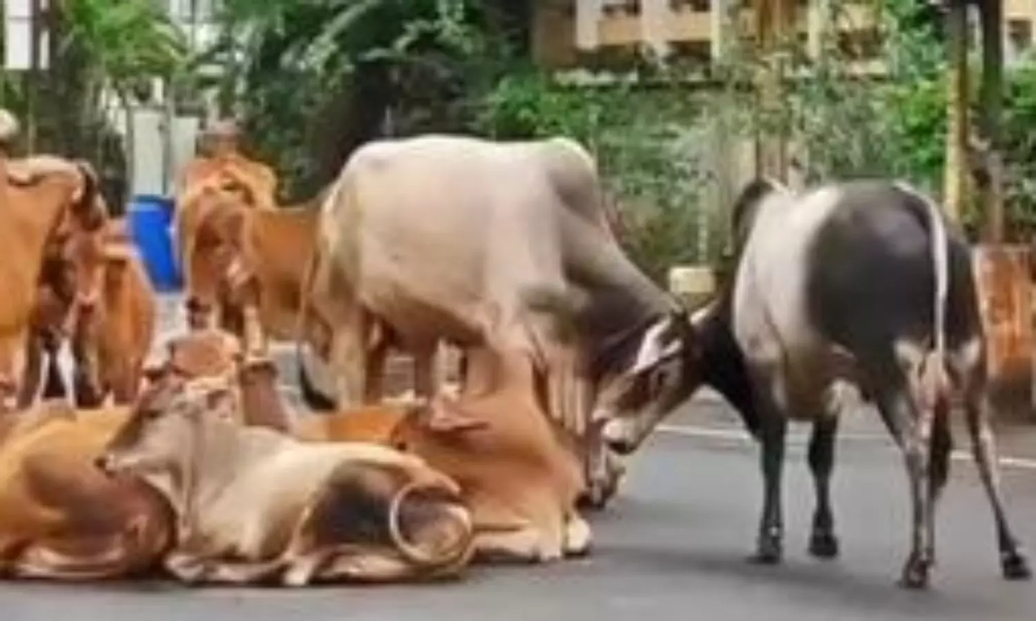 MP govt spent crores on cow products cancer cure research; probe initiated