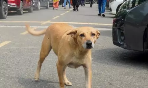 Kerala to tighten licensing norms for pet owners to curb abandonment Kerala to tighten licensing norms for pet owners to curb abandonment