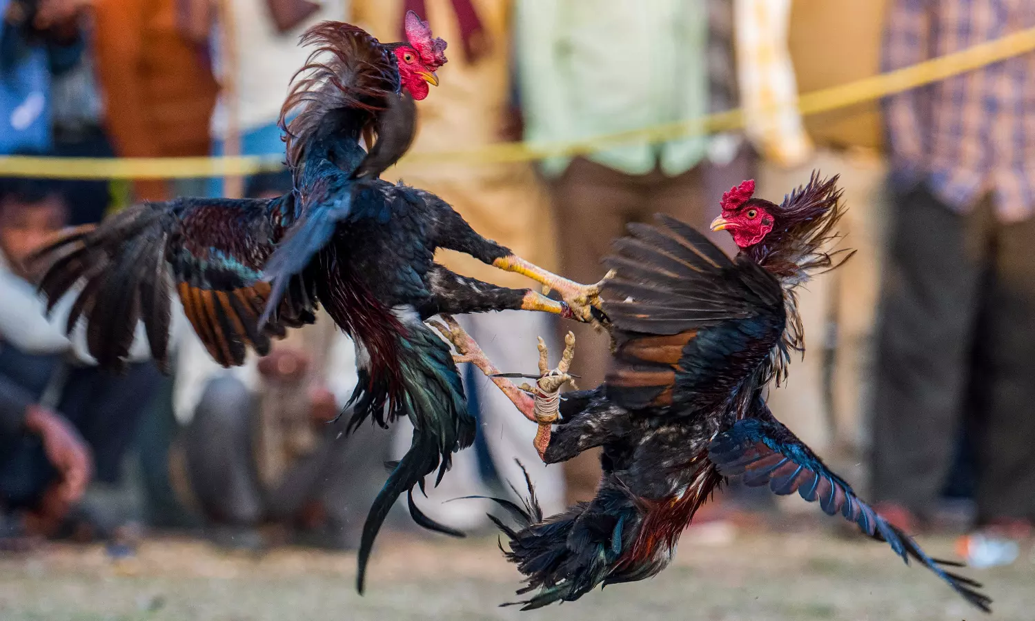 Large-scale cockfights held across AP despite ban on 1st day of Sankranti