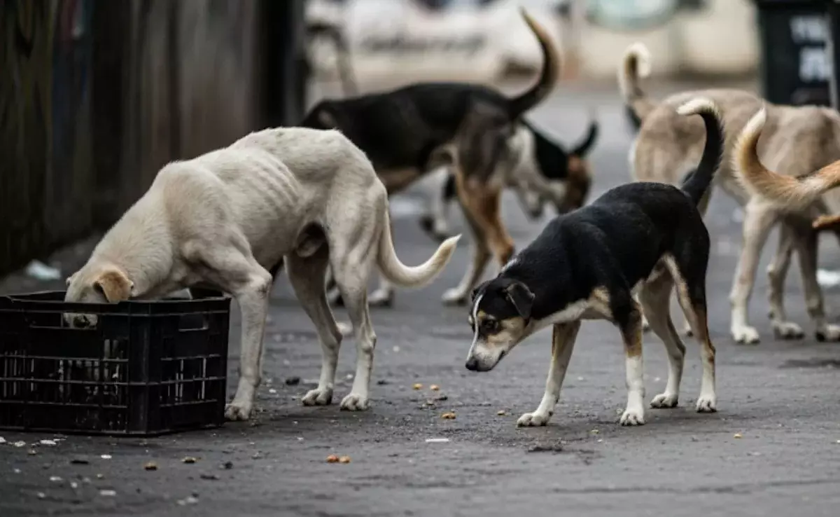 500 stray dogs killed in Telangana to ‘fulfil Panchayat poll promises’