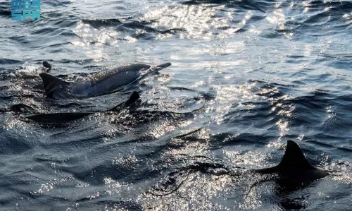 Saudi: Pods of dolphins draw visitors to Al-Lith islands