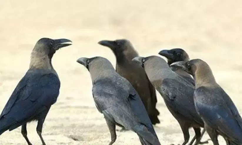 Bird flu: Alert issued in Iritty in Kerala after crow deaths