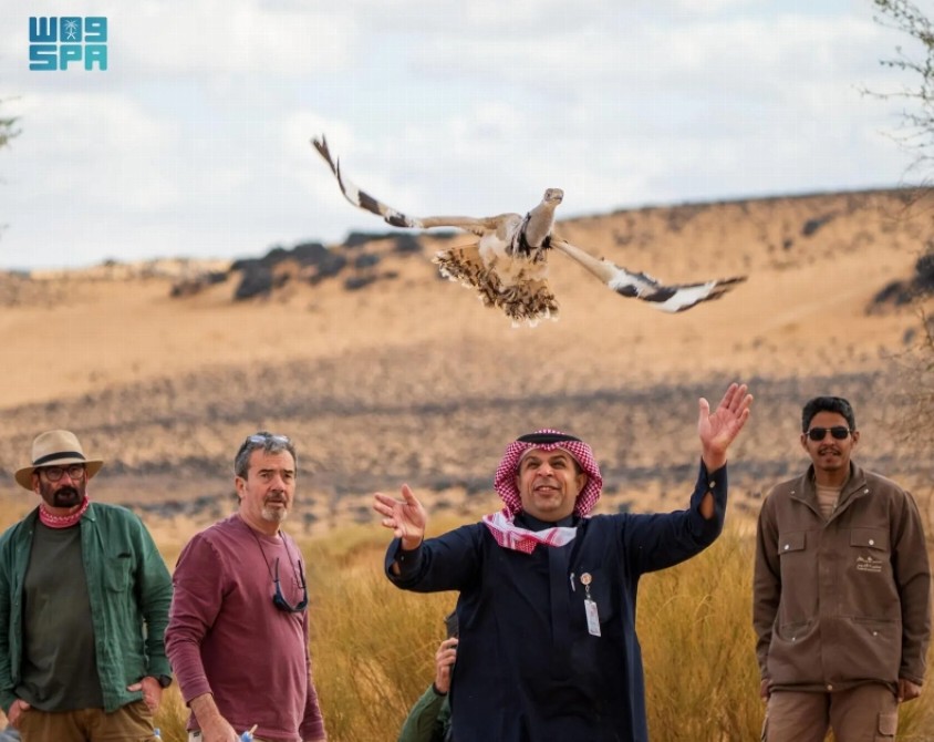 Asian houbara returns to Saudi reserve after decades