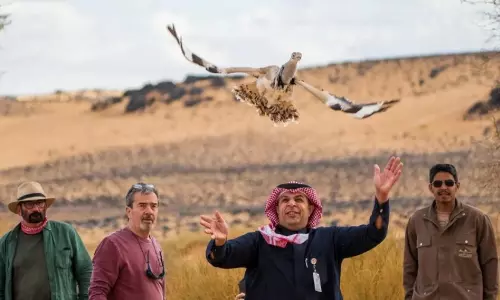 Asian houbara returns to Saudi reserve after decades