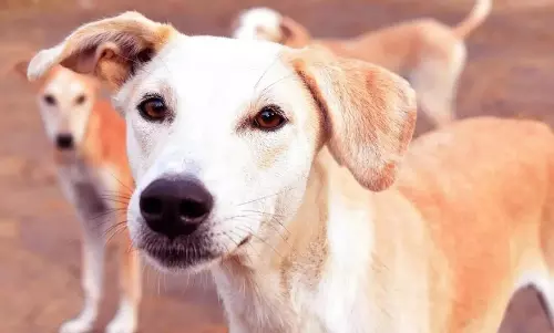 FIRs lodged over cruelty to dogs at NIT Warangal and mass poisoning near Hyderabad