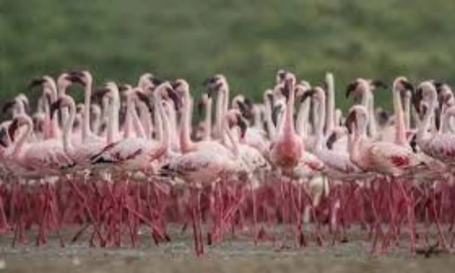 Patna Bird Sanctuary