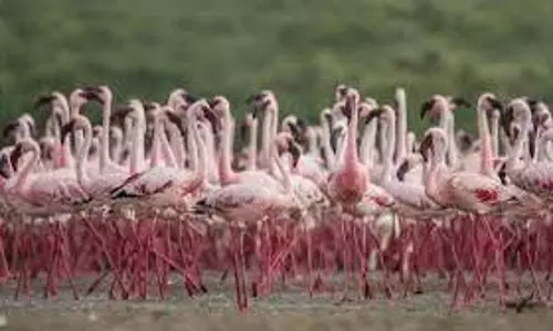 Patna Bird Sanctuary Patna Bird Sanctuary