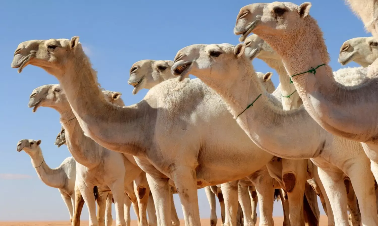 Saudi Arabia introduces official passport system for camels