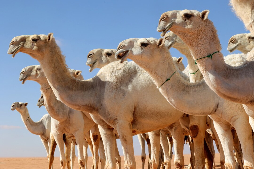 Saudi Arabia introduces official passport system for camels