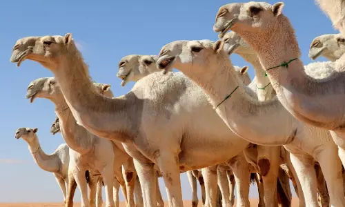 Saudi Arabia introduces official passport system for camels