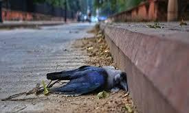 Bird flu alert in Chennai after over 1,500 crows found dead, Centre ...