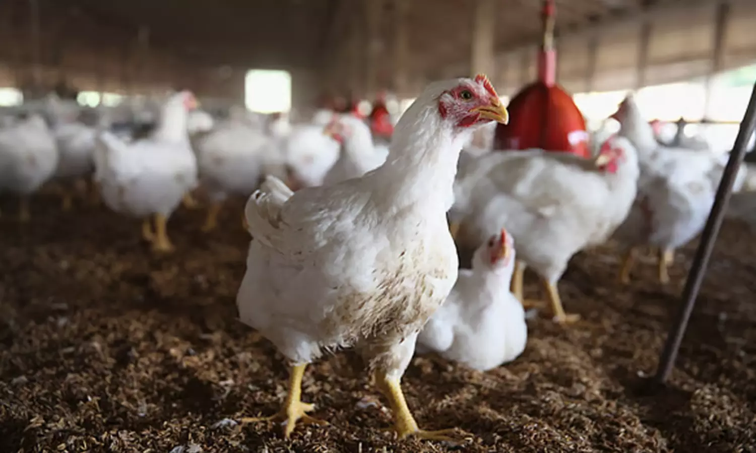 Saudi imposes ban on poultry import from 40 nations including India