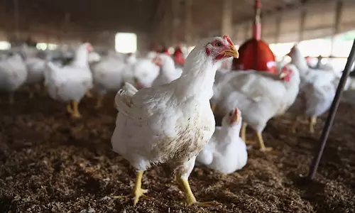 Saudi imposes ban on poultry import from 40 nations including India