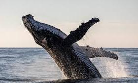 Oldest known whale song recording may reveal secrets of ocean life