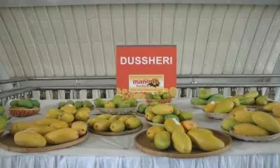 West Asia tensions slam India’s handicrafts, mango exports West Asia tensions slam India’s handicrafts, mango exports