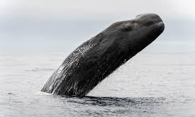 Sperm whale communication shows striking similarities to human language: study