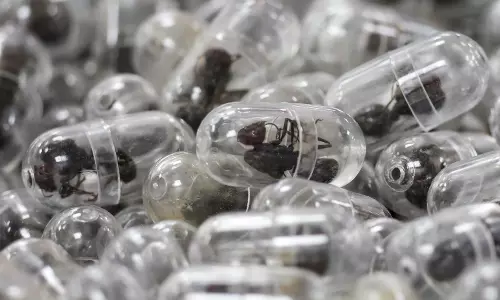 Chinese national jailed for smuggling ants out of Kenya