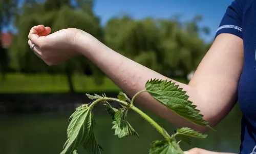 Odisha: Headmaster suspended for using stinging nettle to punish students