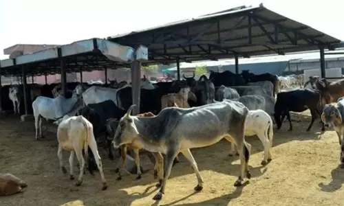 Illegal vehicle-seizure claiming cow meat: HC penalise Uttar Pradesh