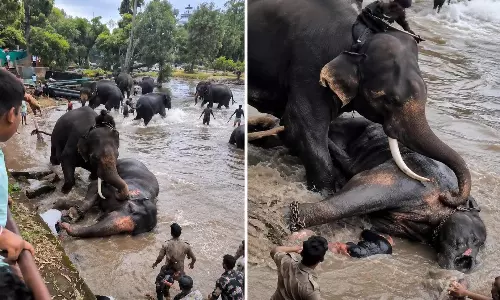 Trapped beneath fighting jumbos: Woman gets trampled to death