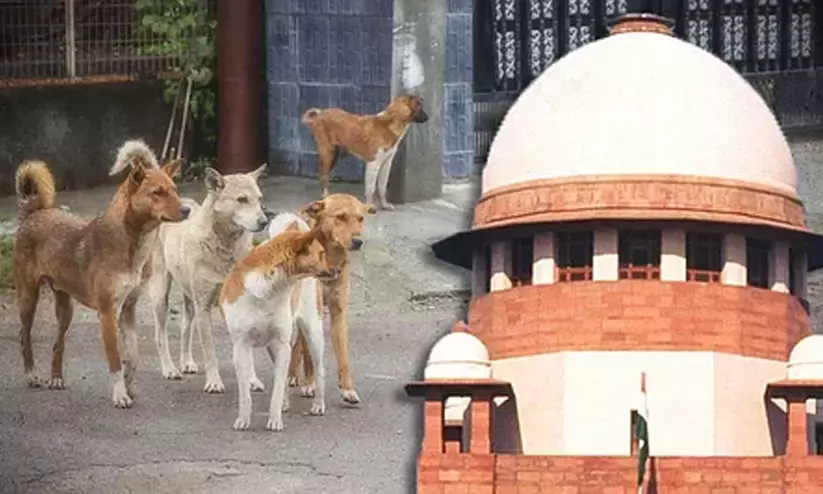 Supreme Court allows euthanasia for rabid, incurably ill stray dogs Supreme Court allows euthanasia for rabid, incurably ill stray dogs