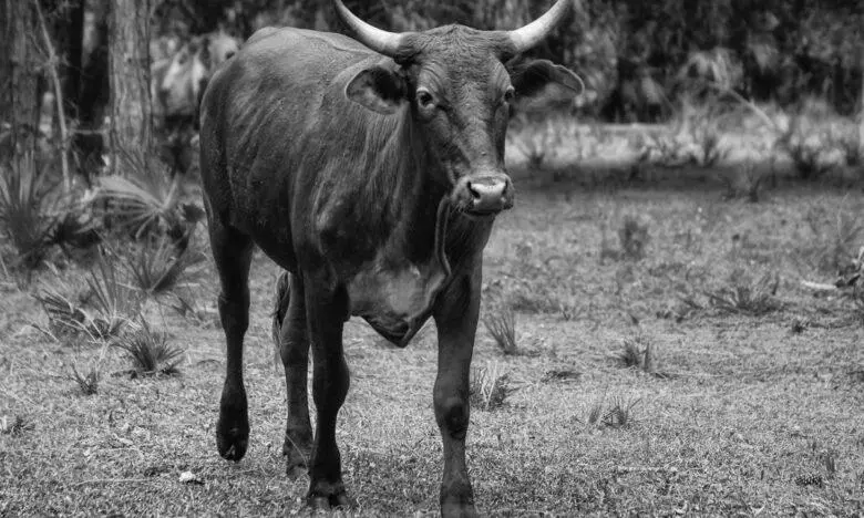 All India Pasmanda Ulema Board recommends alternative animals for qurbani; cow slaughter risks unrest All India Pasmanda Ulema Board recommends alternative animals for qurbani; cow slaughter risks unrest