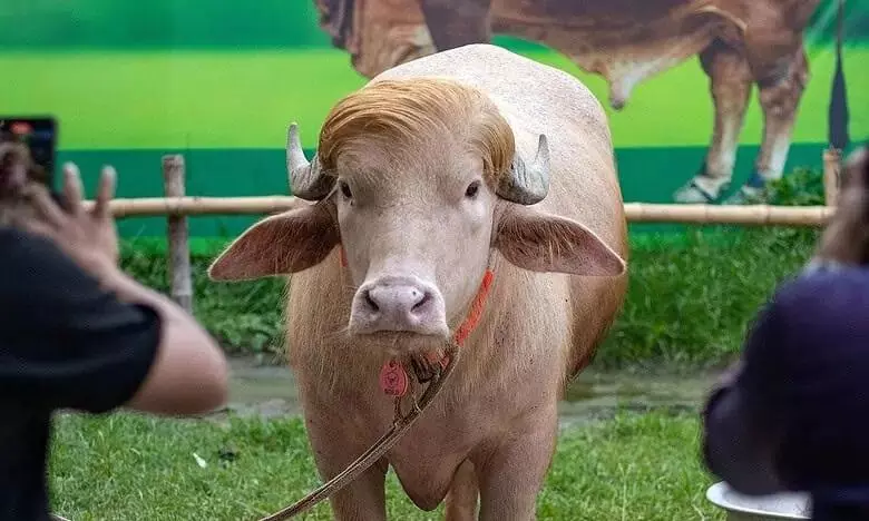 Bangladesh spares rare albino buffalo nicknamed “Donald Trump” from Eid sacrifice, sends it to national zoo Bangladesh spares rare albino buffalo nicknamed “Donald Trump” from Eid sacrifice, sends it to national zoo