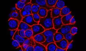 cancer treatment cancer treatment