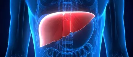 Liver donor study reveals half of young Indians may have fatty liver Liver donor study reveals half of young Indians may have fatty liver