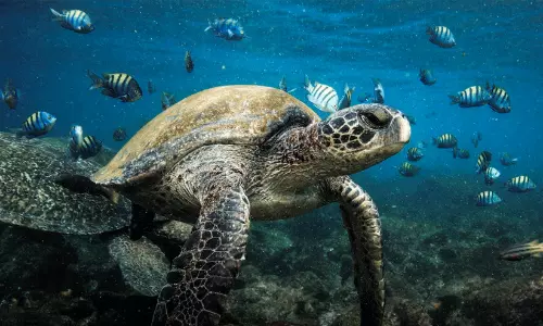 China claims sensor-fitted spy turtles found in Chinese waters