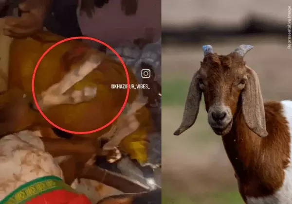 Viral video of man biting goat to death sparks FIR in Telangana Viral video of man biting goat to death sparks FIR in Telangana
