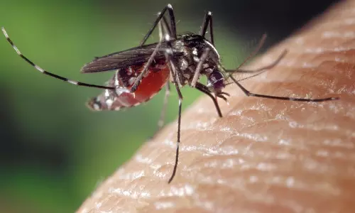 Assam reports 7 Japanese Encephalitis deaths, surveillance intensified Assam reports 7 Japanese Encephalitis deaths, surveillance intensified