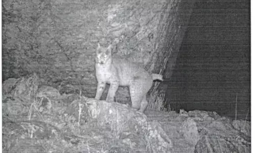 First photographic record of Eurasian lynx in Sikkim captured on Tso Lhamo Plateau