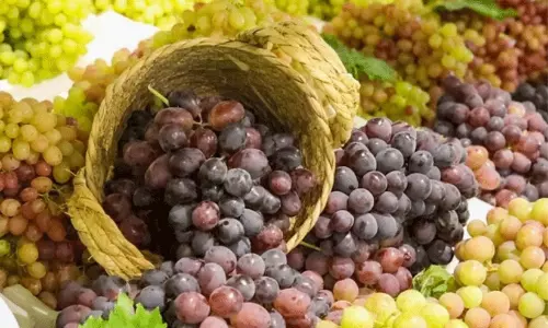 Saudis Qassim province sets benchmark with 30,875-tonne grape harvest Saudis Qassim province sets benchmark with 30,875-tonne grape harvest