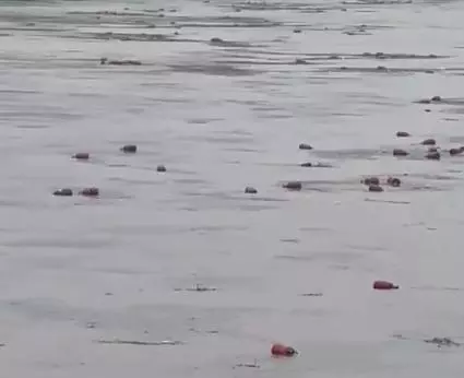3,000 LPG cylinders swept into river after HPCL plant wall collapses in Raigad 3,000 LPG cylinders swept into river after HPCL plant wall collapses in Raigad